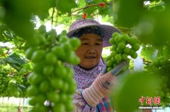 广西田林：小满时节葡萄管护忙
